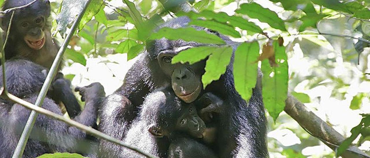 Cría adoptada mamando. Los hijos biológicos de la madre, al lado.