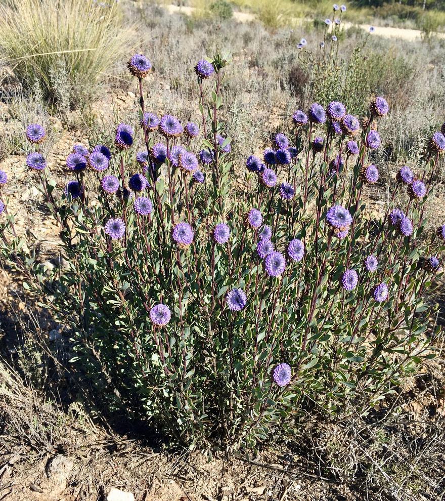 Hierba de Ricote: planta medicinal de tradición morisca