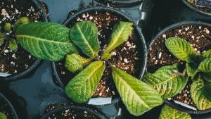 Descubre el remedio casero definitivo para que tus plantas se recuperen