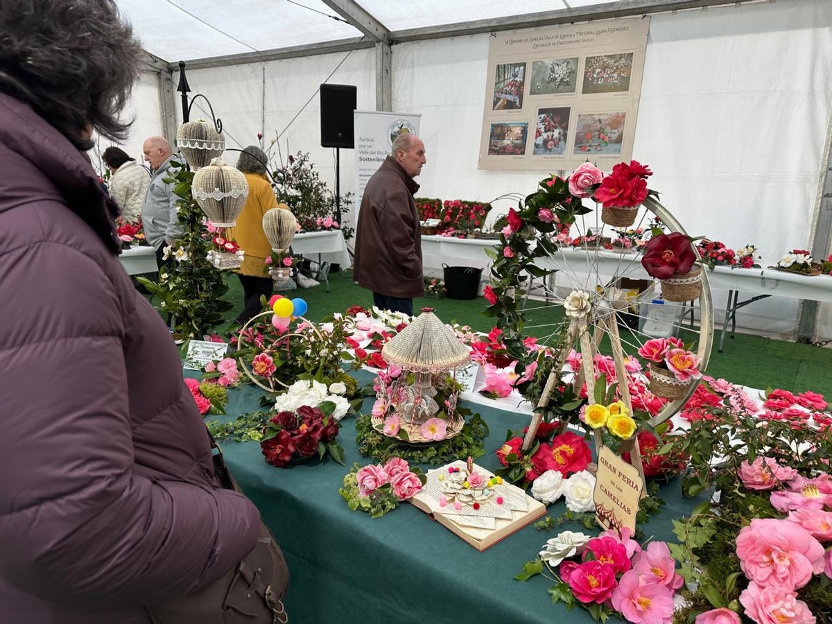 En imágenes: las camelias arrasan en Luarca