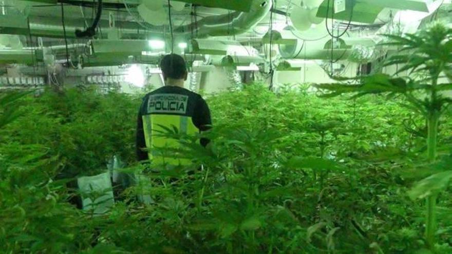 Un fraude eléctrico permite destapar mil plantas de marihuana en Alcoy