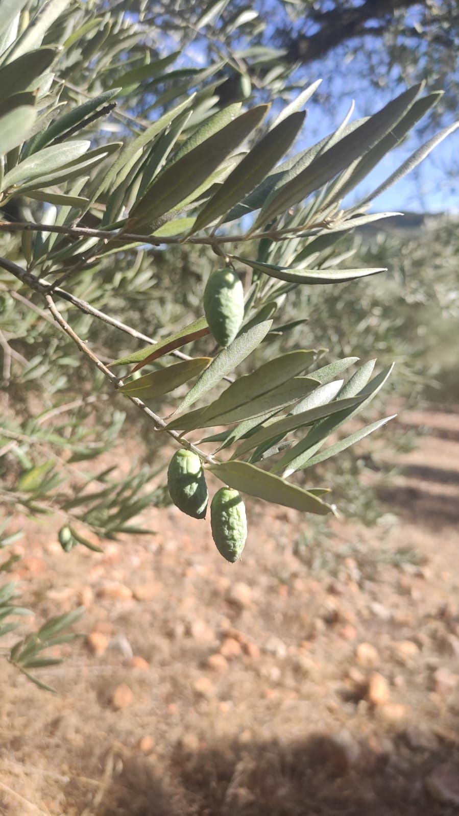Situación actual de los olivos en Extremadura.
