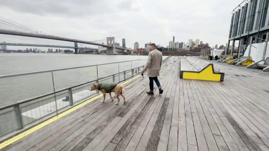 Las mascotas sustituyen a los niños en Nueva York