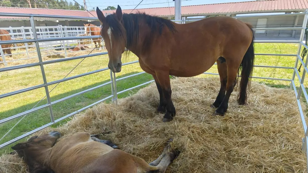 Llanera mantiene su subasta de reses en el certamen de ganado