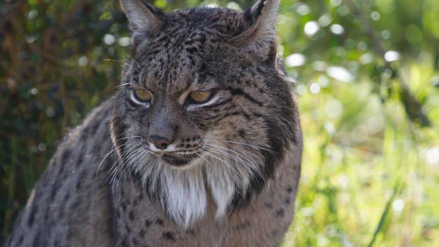 El lince ibérico hembra de Terra Natura cumple 18 años este domingo