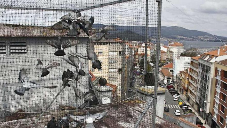 Unas de las jaulas para palomas instaladas en la azotea del Hotel Libertad. // Santos Álvarez