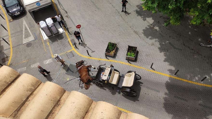 Progreso en Verde contradice la versión de Cort sobre el caballo desplomado en Palma