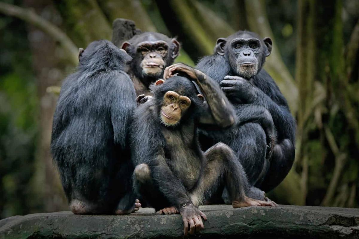 Un grupo de chimpancés en la selva