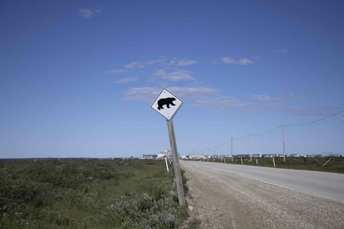 Así viven los osos polares en Hudson Bay, cerca de Churchill (Canadá).