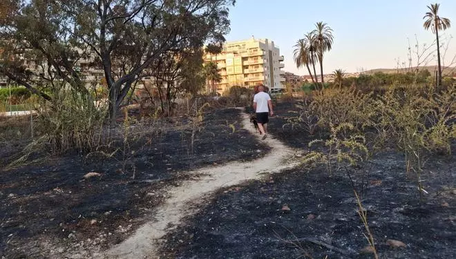 Duna calcinada y paisaje de ceniza: el estrago del incendio de Dénia junto a la playa del Raset