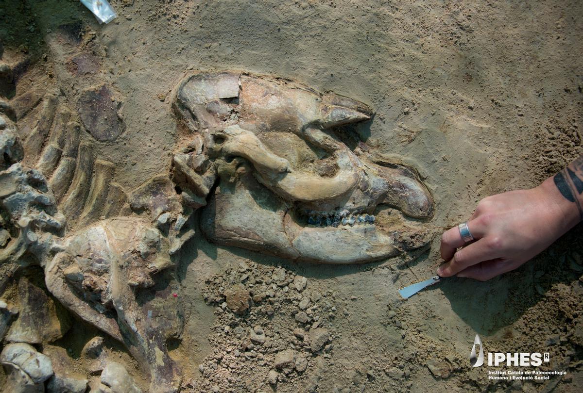 Les imatges de l'esquelet de cria de tapir al jaciment del Camp dels Ninots de Caldes Les imatges de l'esquelet de cria de tapir al jaciment del Camp dels Ninots de Caldes