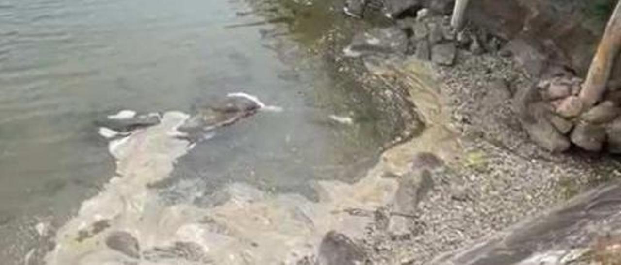 Vertidos de fecales en el río Orxas, que se pordujeron el sábado. |   //