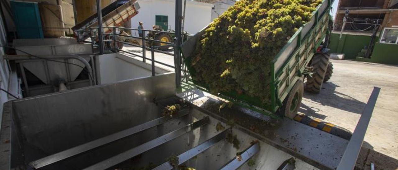 Un tractor descarga la uva en las instalaciones de la bodega de Turís en imagen de la pasada campaña. | PERALES IBORRA