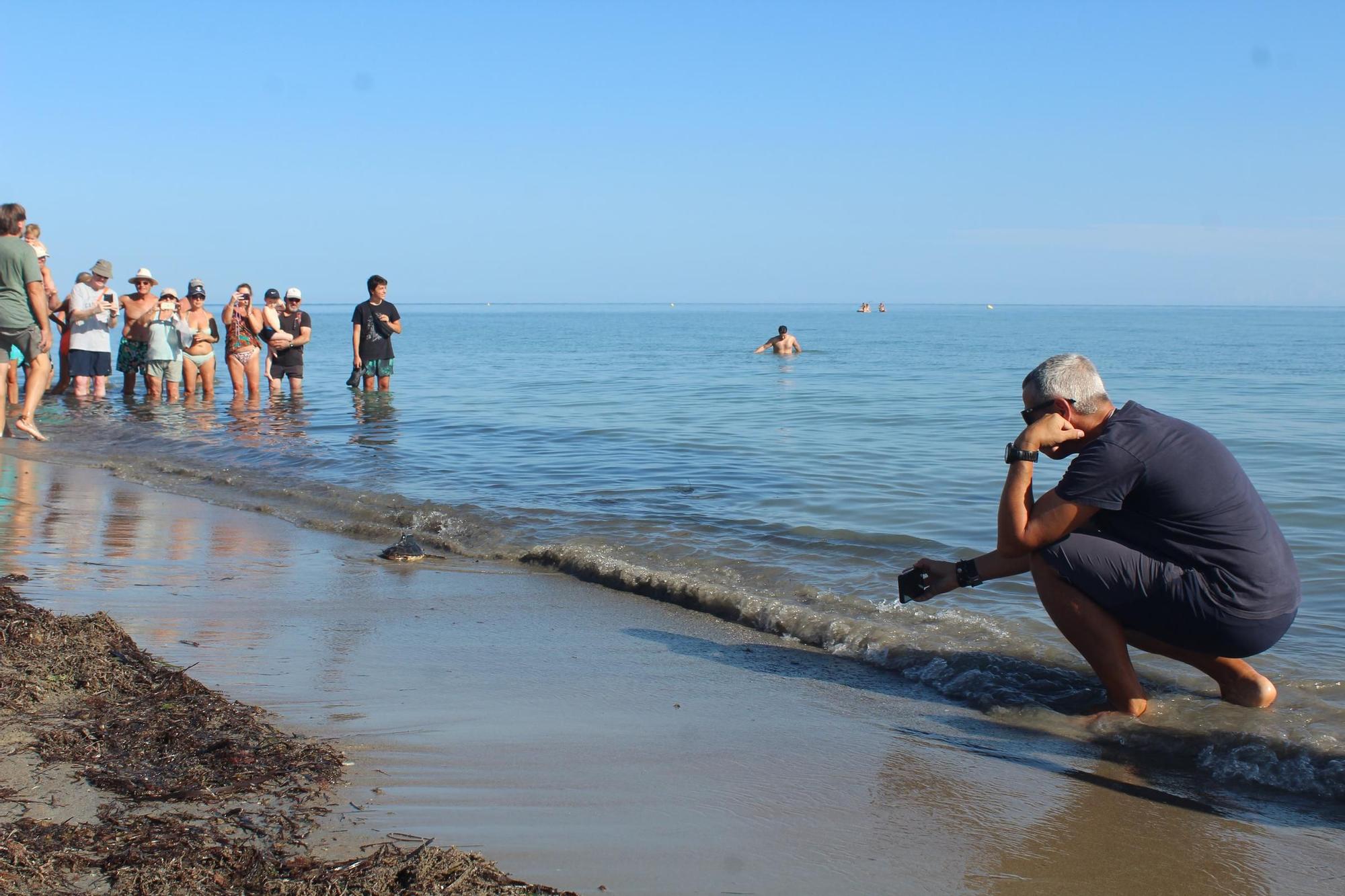 Una gran fiesta que conciencia: las tortugas vuelven al mar en Dénia