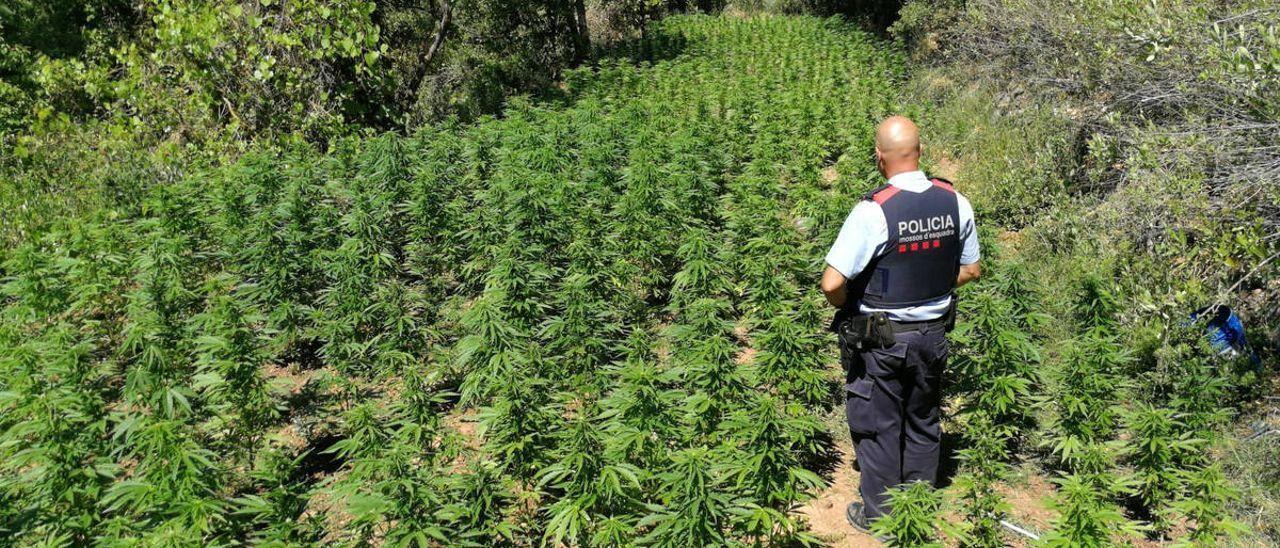 Els Mossos d&#039;Esquadra en una plantació de marihuana, en una imatge d&#039;arxiu