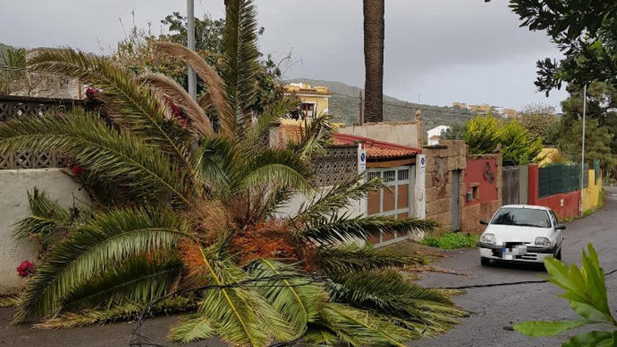 Cae una palmera en Santa Brígida.