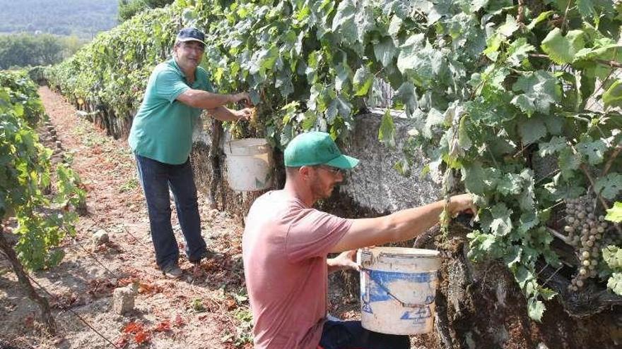 Los trabajos de vendimia continúan en O Ribeiro. // I. Osorio