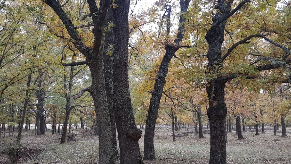 Arboleda en un monte de utilidad pública de Zamora.