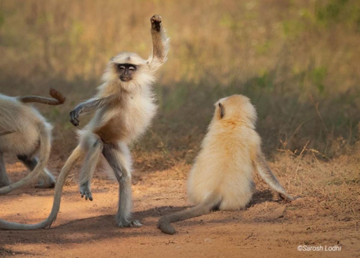 Las fotos de animales salvajes más divertidas del año