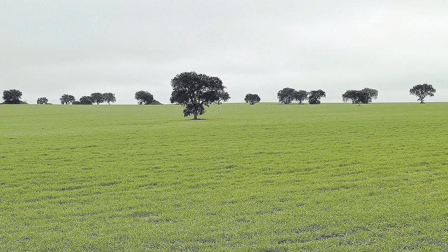 Las aves esteparias y la agricultura pueden ser compatibles