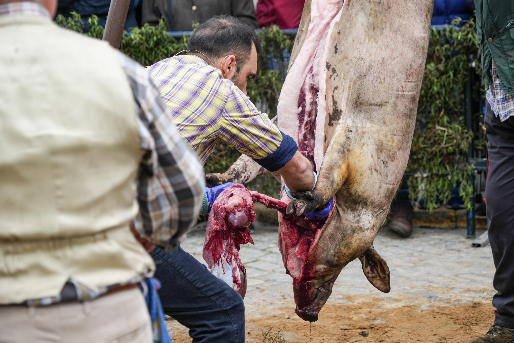 La fiesta de la matanza de Alcaracejos