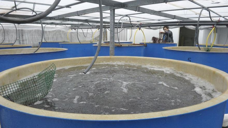 Porto-Muíños solicita ampliar la concesión para el cultivo experimental de algas en Sada