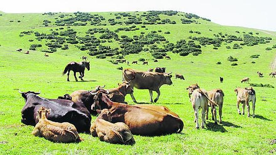 Un grupo de vacas en Cotobello, donde se colocará un medidor previo a un parque eólico, en el concejo de Aller.