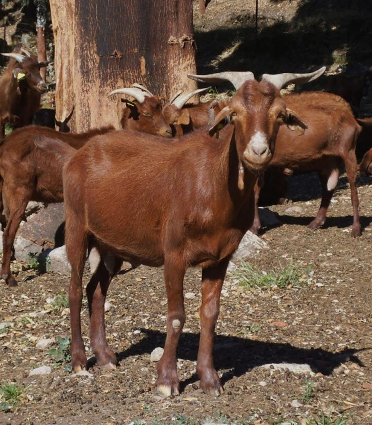 En Málaga hay 1.500 ganaderías de cabras. | L.O.