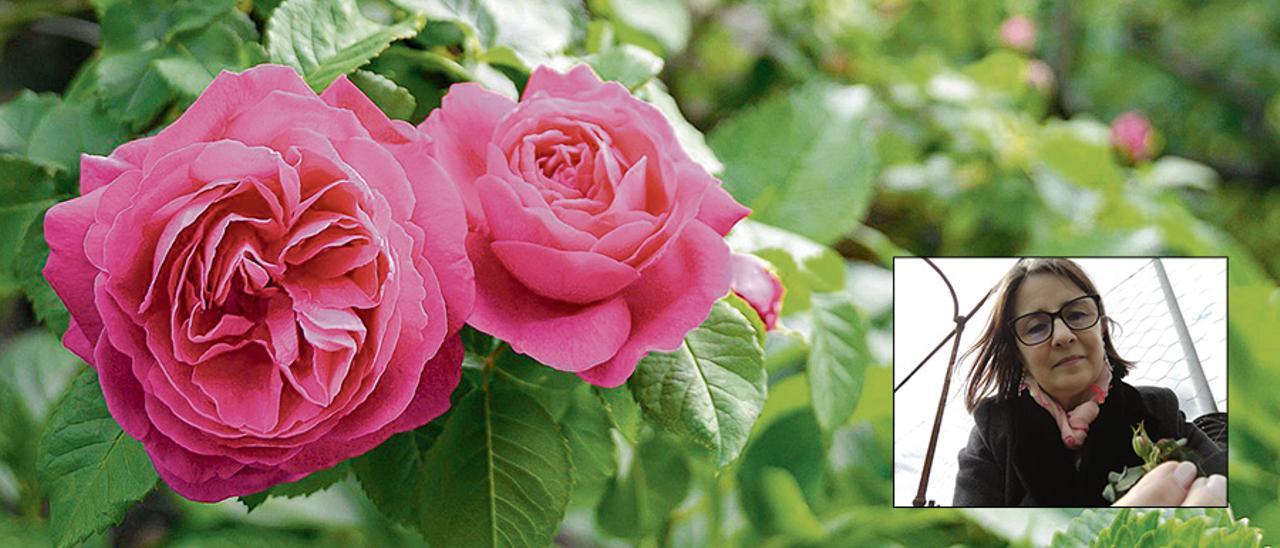 Sobre estas líneas, las rosas Narcea. En el recuadro, Carmen Martínez, ayer con uno de los capullos aparecidos en las plantas in vitro. | CSIC