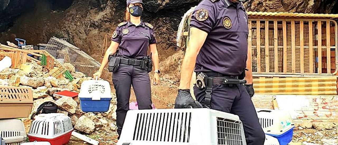 La Policía de Orihuela desmantela un criadero de gallos de pelea en una cueva.