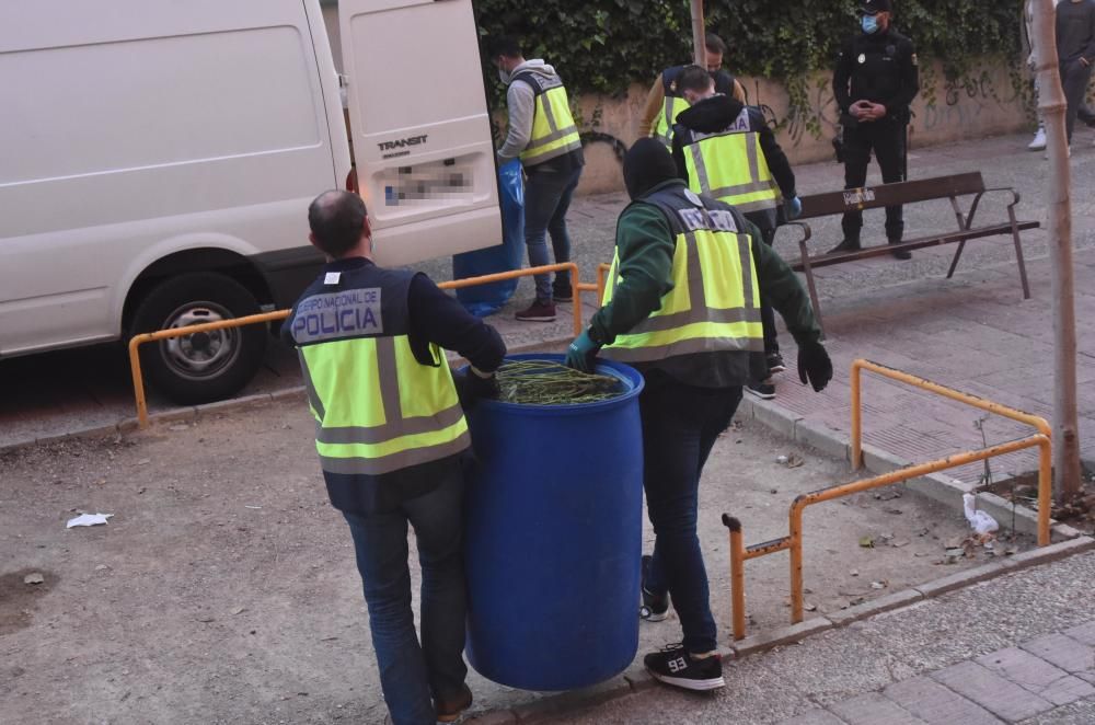 Hallan 300 plantas de marihuana en una casa del barrio del Infante de Murcia