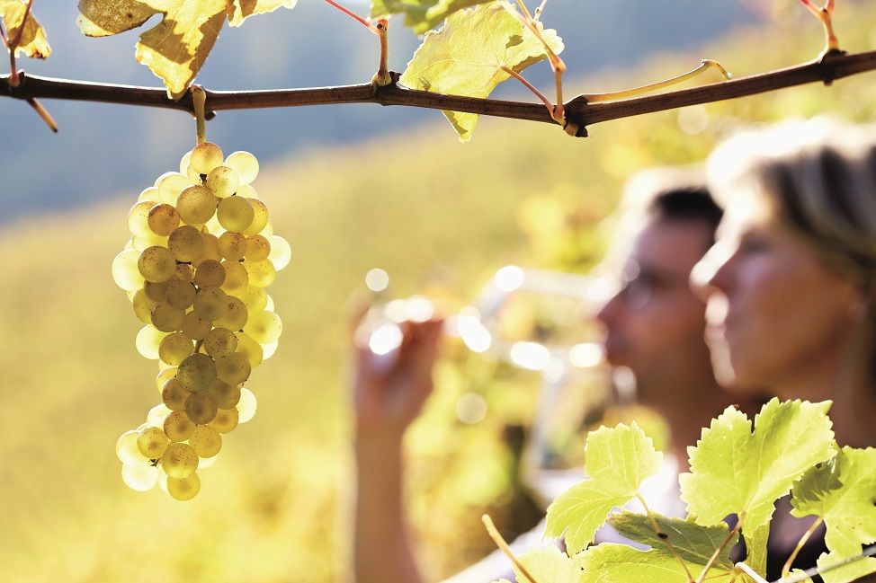 Vinos blancos para disfrutar en invierno.