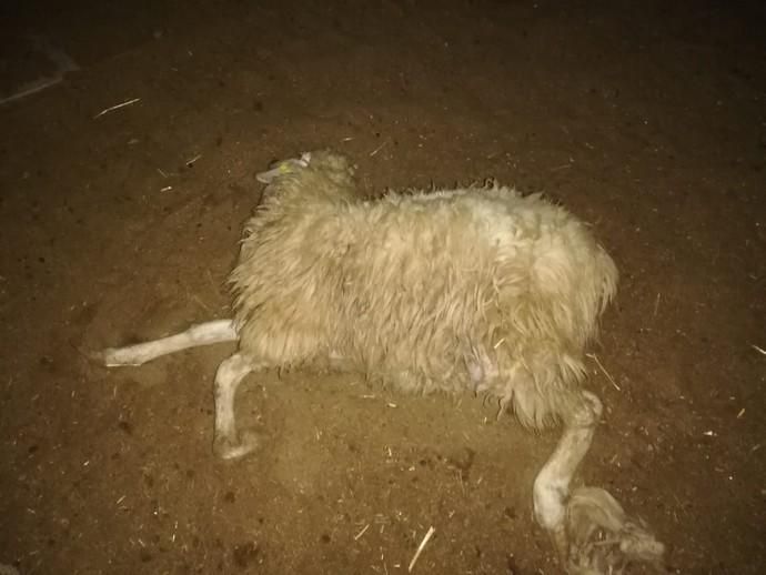 Tres perros matan a veinte ovejas en una finca en Telde