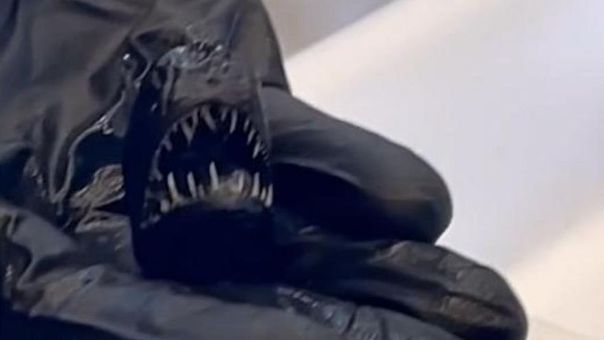 The Mysterious Demise of the Tenerife Devil Fish