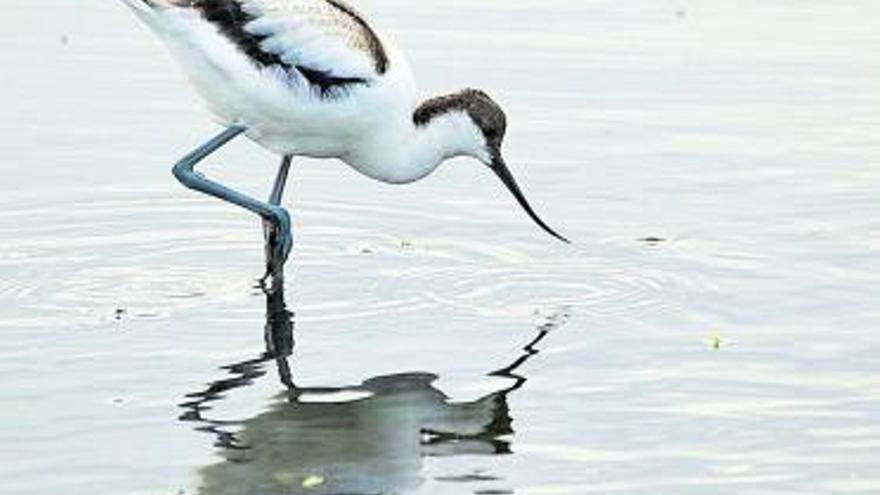 Bailando con animales