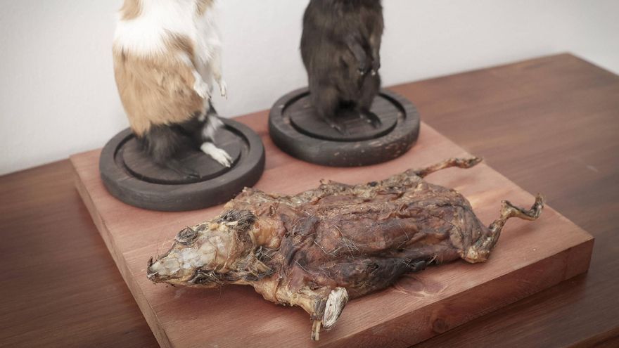Las comidas más asquerosas llegan a Palma: desde grillos fritos a vino de fetos de ratón