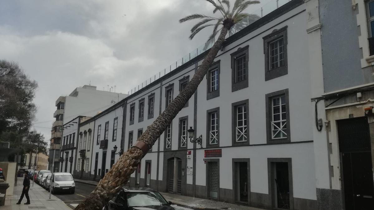 Una palmera se estrella contra un edificio en la Alameda de Colón