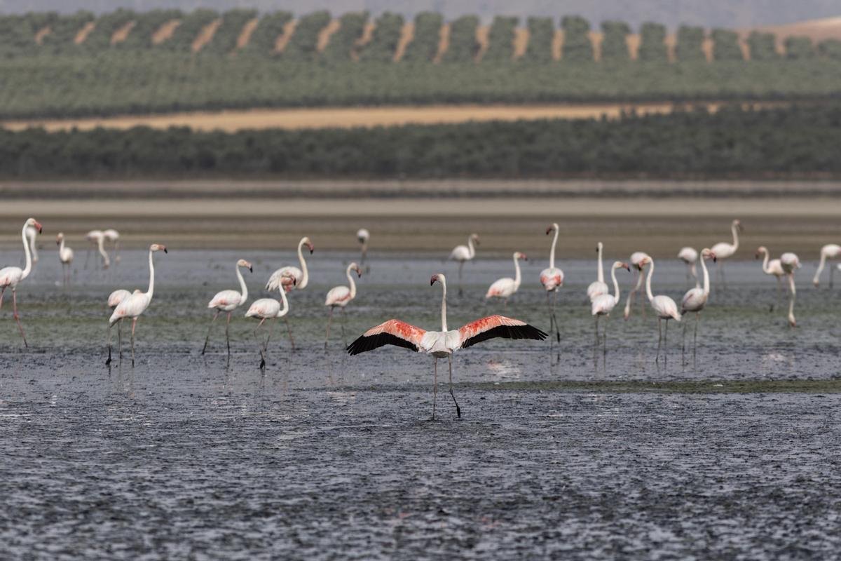 La sequía impide por segundo año que los flamencos de Fuente de Piedra (Málaga) críen