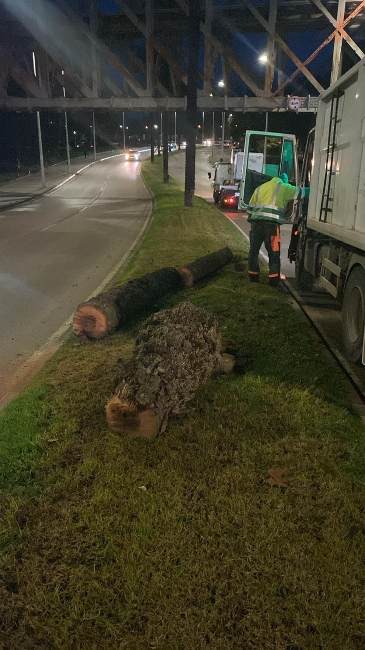 El viento parte una palmera en la capital extremeña.