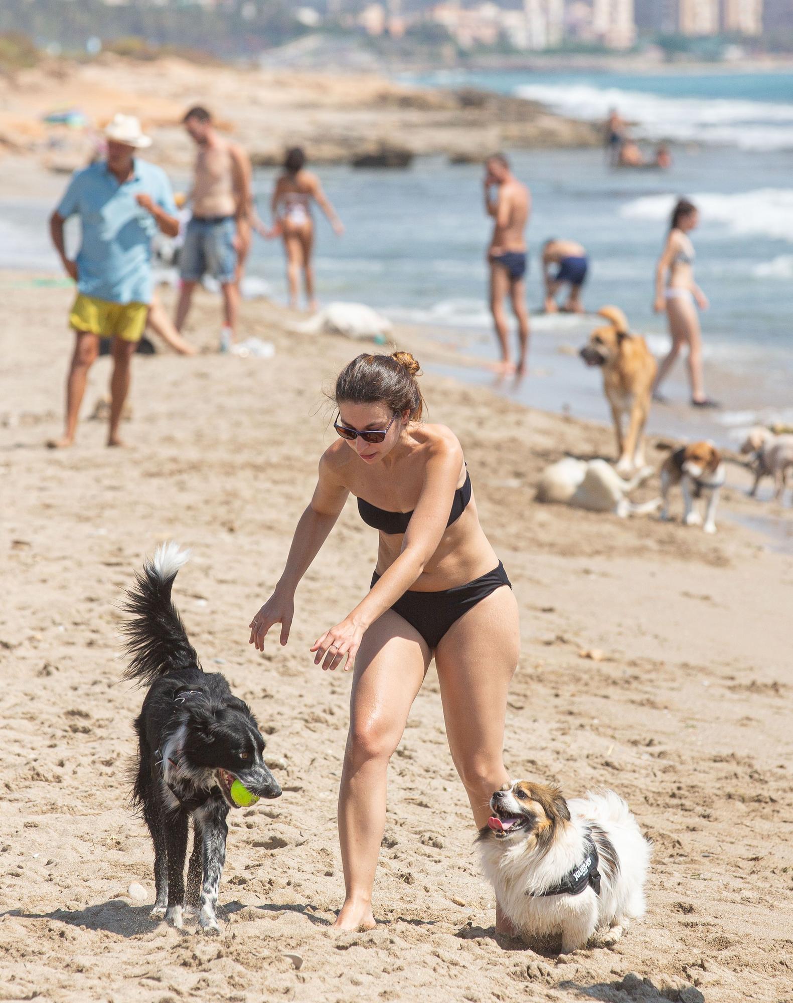 Aguamarga, una playa de perros