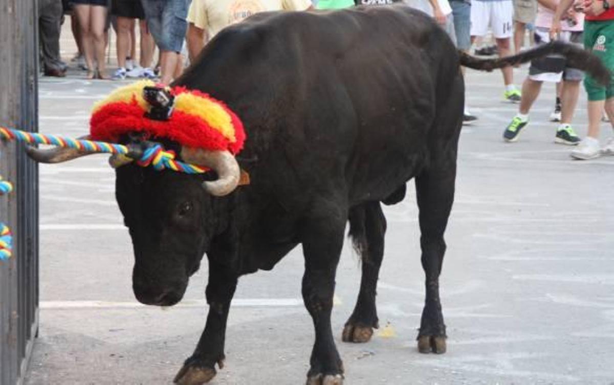La grabación del «bou en corda» de Turís aumenta la participación de aficionados