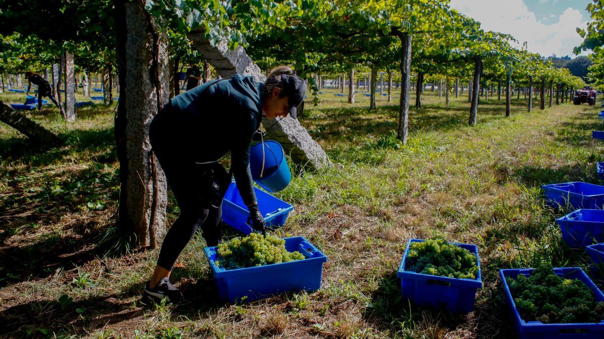 Uno de los viñedos que suministran uva a Rías Baixas.