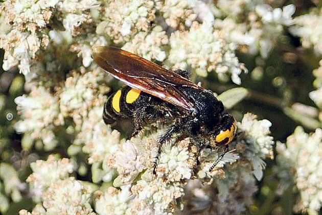 Die Gelbköpfige Dolchwespe sucht die Pollen des Dünen-Gamander.