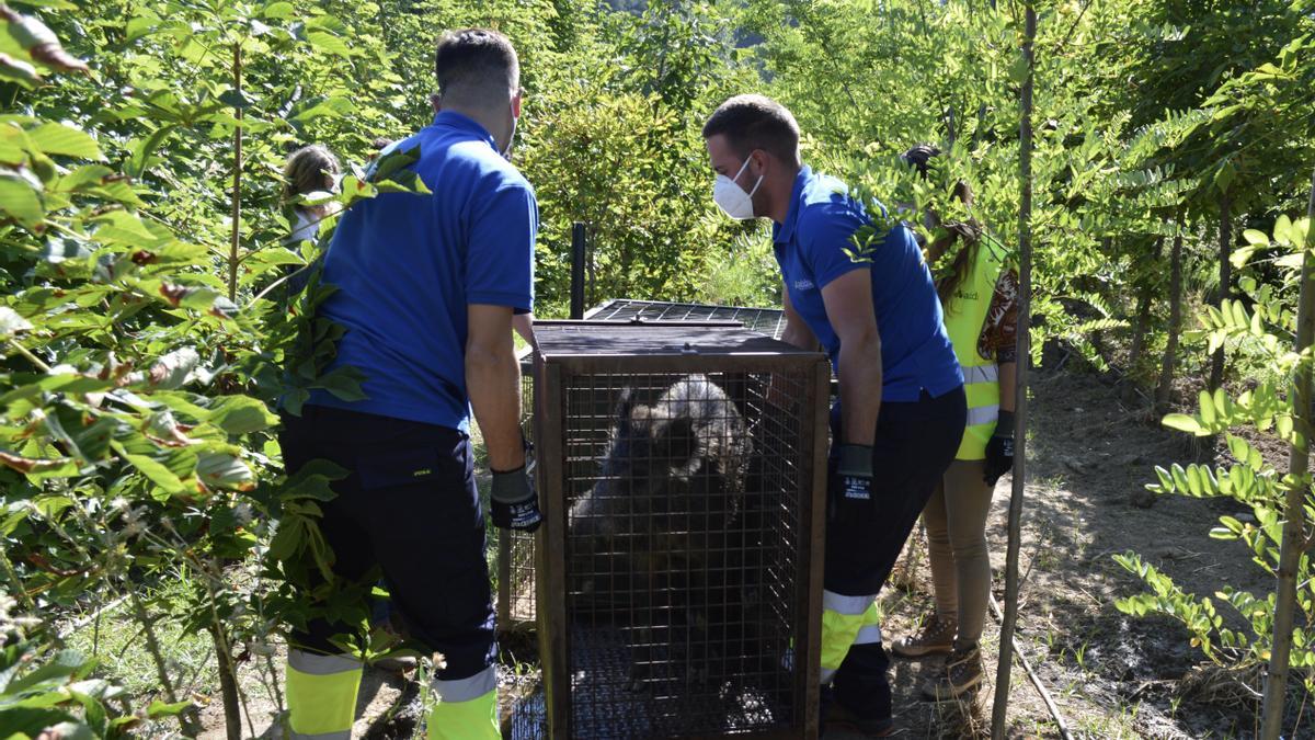 Debido a las características ambientales y meteorológicas de la provincia, actualmente las plagas urbanas más problemáticas son las palomas y los jabalíes, que también trata Adda.