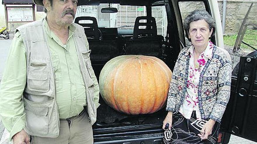 Una horticultora de Vibañu logra una calabaza de 80 kilos y dos metros de perímetro