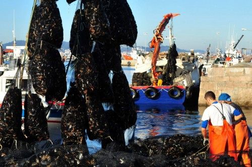 El mejillón recupera el pulso al verano y sus descargas colapsan los muelles gallegos