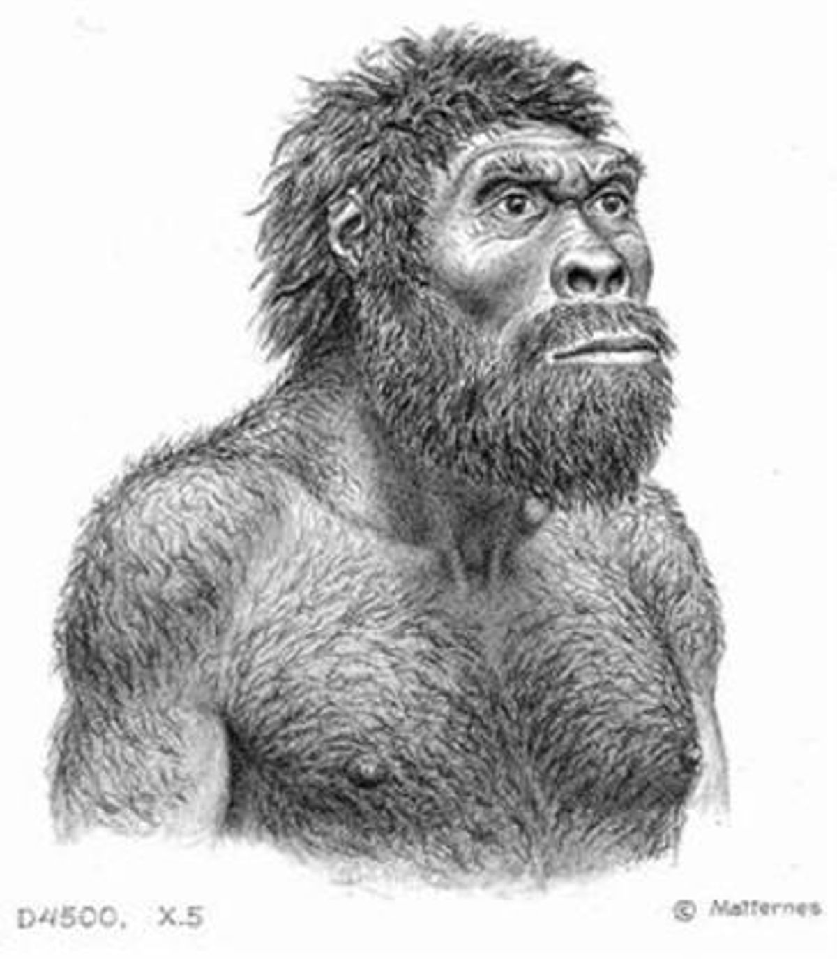 BAULA EVOLUTIVA 3 Una recreació de l’individu al qual pertanyia el Crani 5 trobat al jaciment de Dmanissi. A sota, els cinc cranis (amb el Crani 5 el primer per la dreta) en què es basa l’estudi. BAULA EVOLUTIVA 3 Una recreació de l’individu al qual pertanyia el Crani 5 trobat al jaciment de Dmanissi. A sota, els cinc cranis (amb el Crani 5 el primer per la dreta) en què es basa l’estudi.