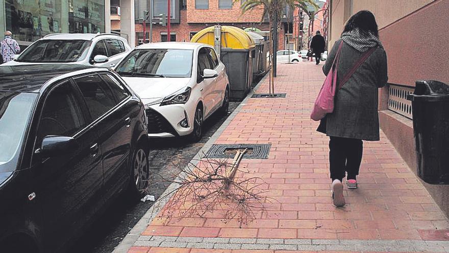 Varios árboles recién colocados aparecen destrozados en La Viña de Lorca