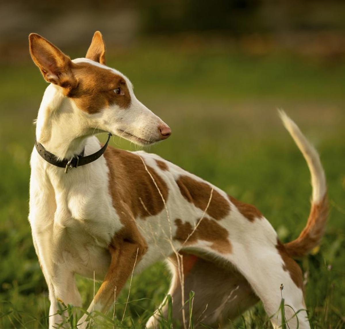 Imagen de un podenco en Formentera.