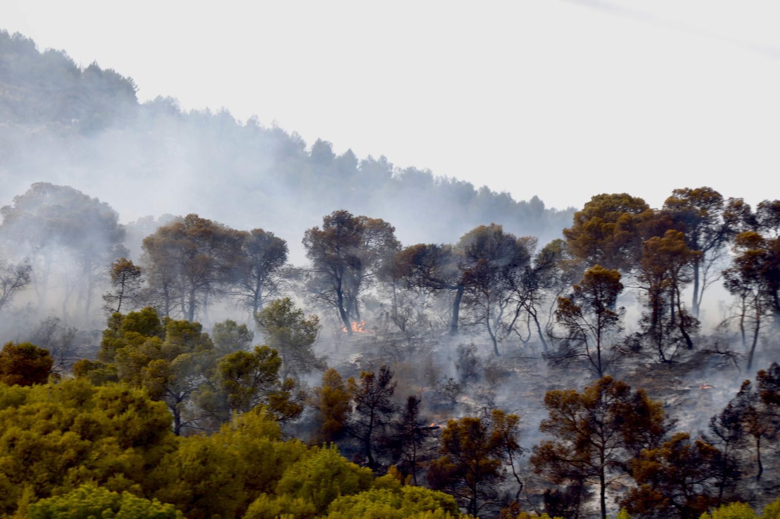 Incendio forestal en el Navajo Oscuro en Llíria